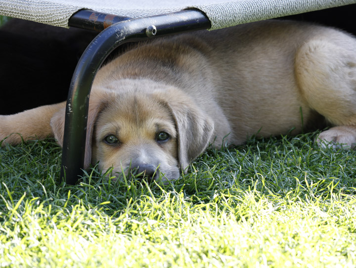 chinook dog